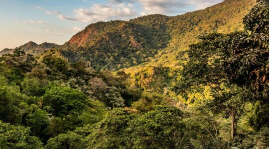 Bosque de montaña al atardecer en Colombia, territorio del Fondo de Regeneración Territorial