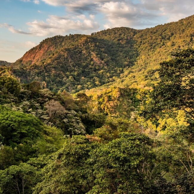 Bosque de montaña al atardecer en Colombia, territorio del Fondo de Regeneración Territorial