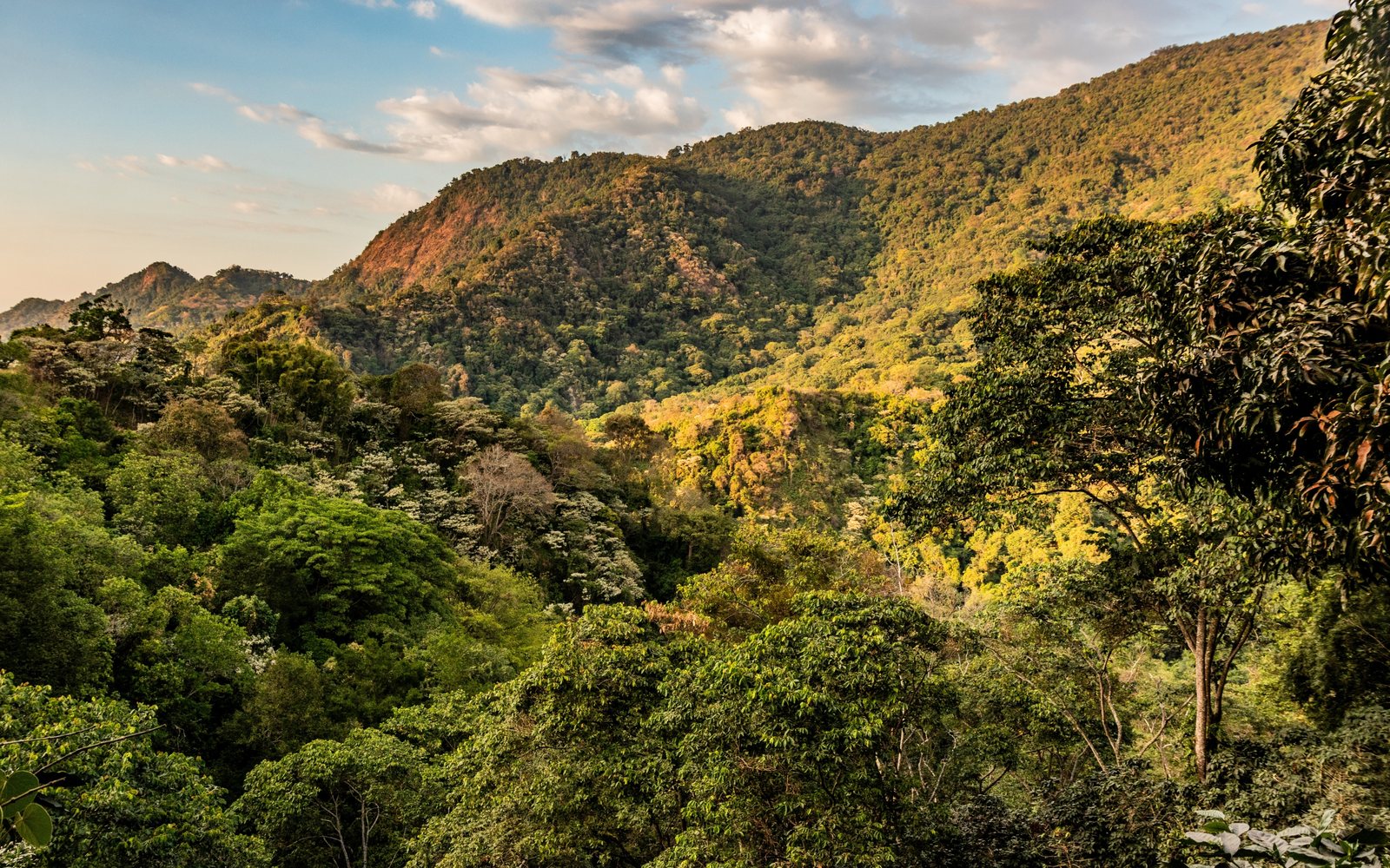 Bosque de montaña al atardecer en Colombia, territorio del Fondo de Regeneración Territorial